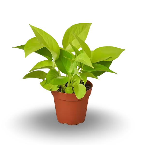 POTHOS NEON