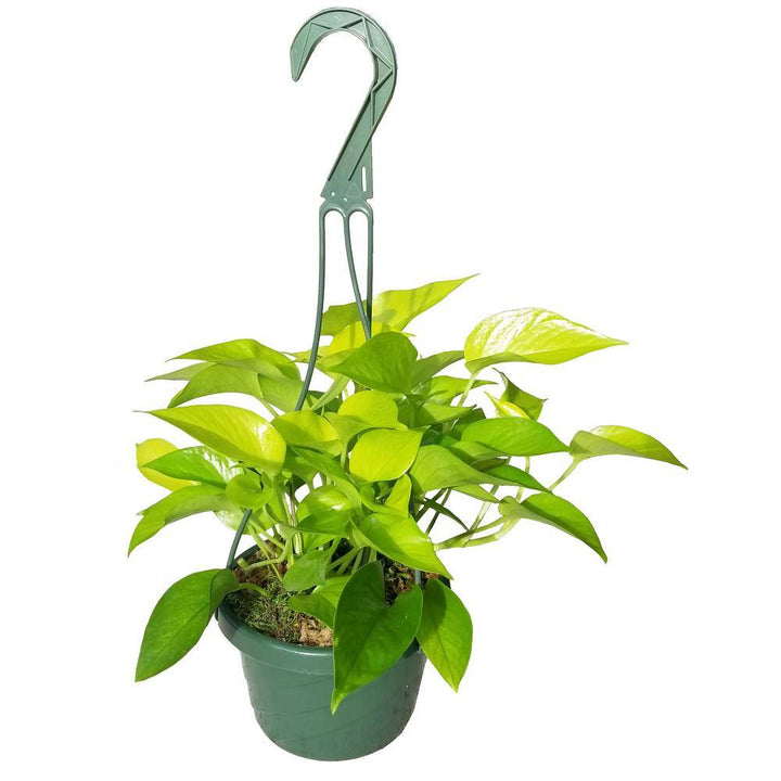 POTHOS NEON