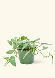 POTHOS BLUE 'cebu'