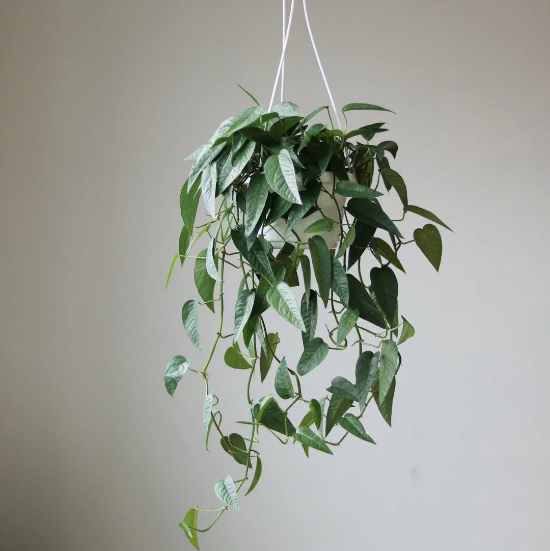 POTHOS BLUE 'cebu'