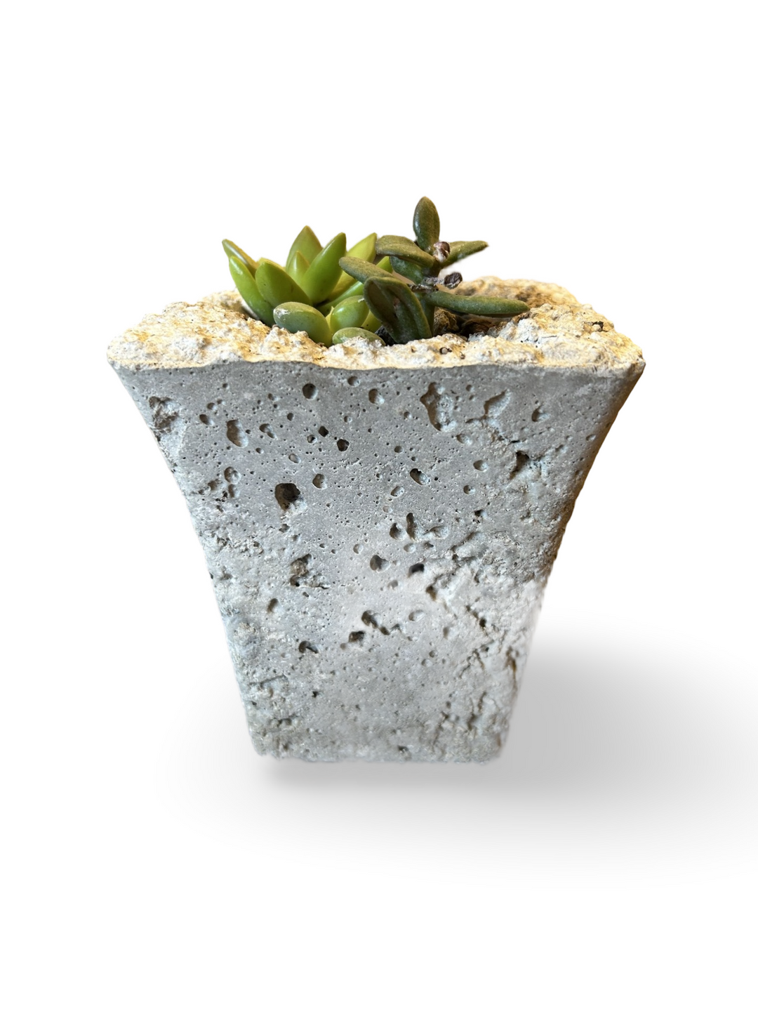 succulent butt LIMESTONE SUCCULENT ASS