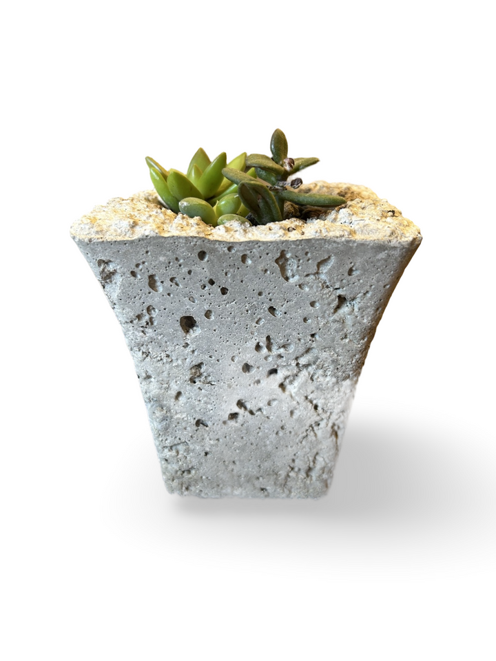 LIMESTONE SUCCULENT ASS.