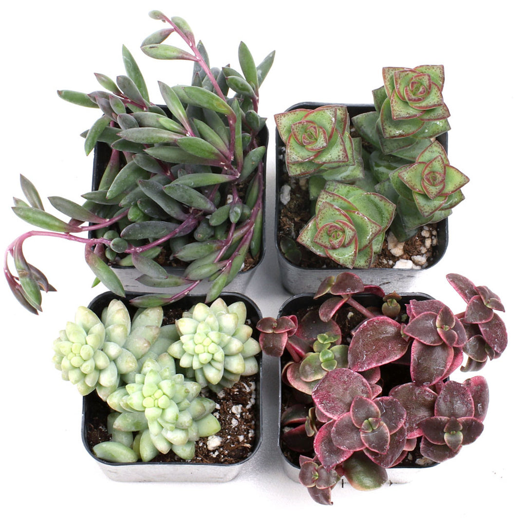 trailing echeveria succulent Succulent Trailing Assortment