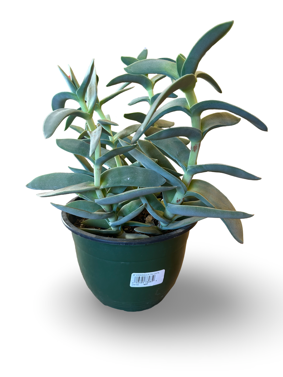 8" CRASSULA FALCATA