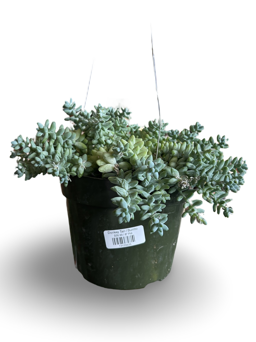 Donkey Tail / Burrito