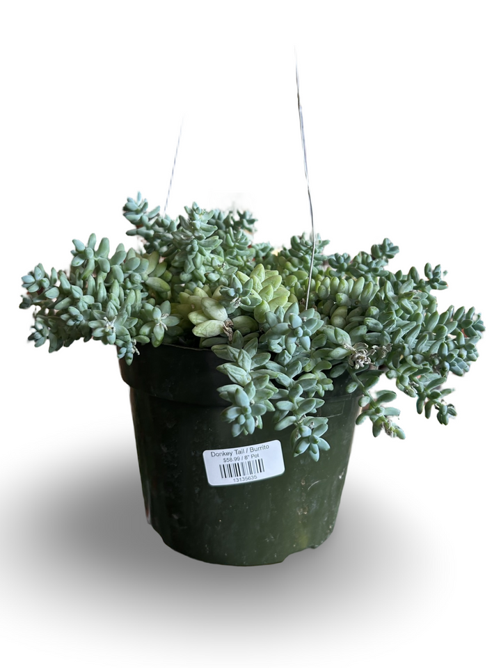 Donkey Tail / Burrito