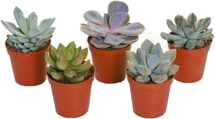 Assorted Echeveria