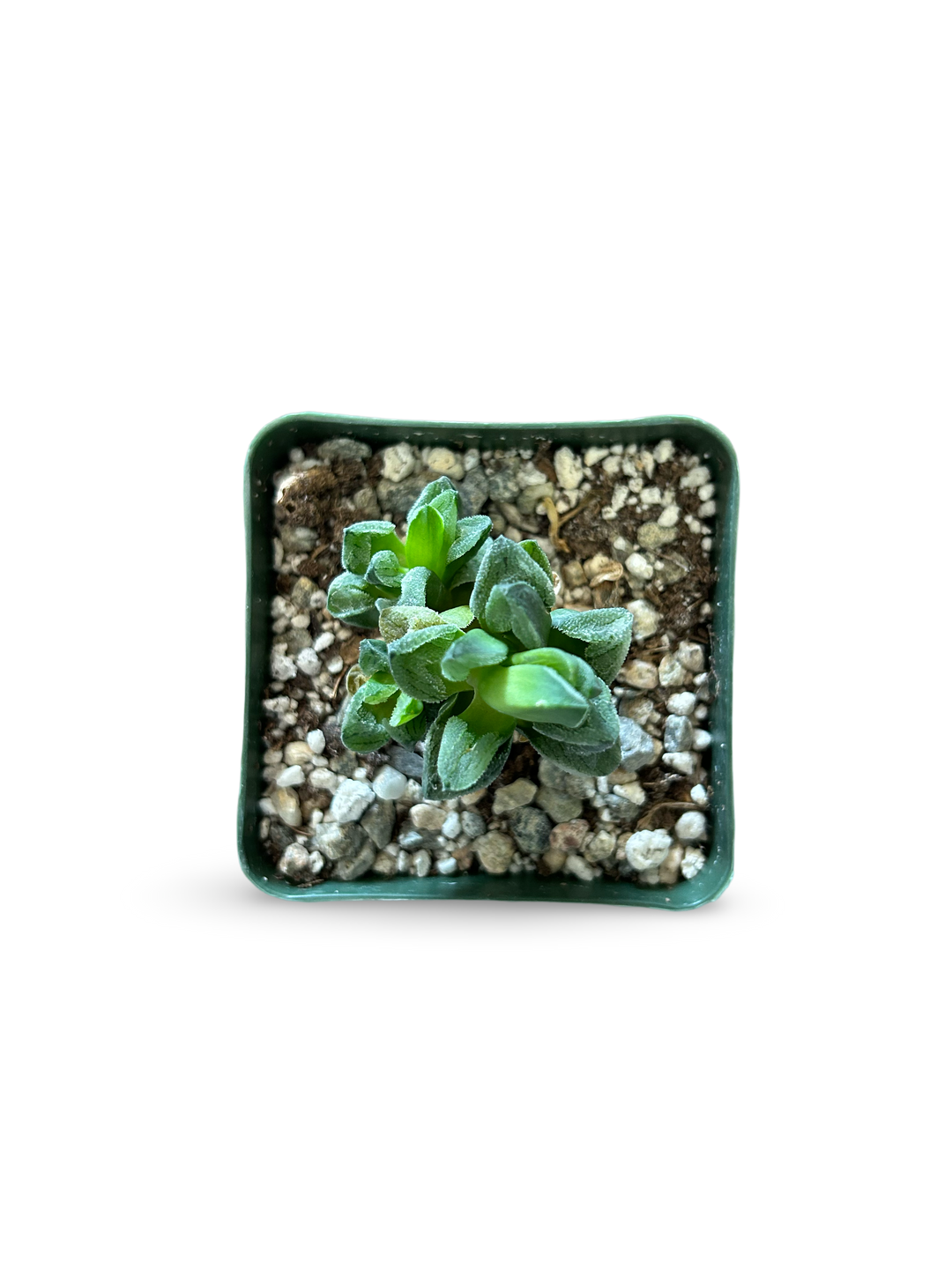 4" HAWORTHIA PYGMAEA