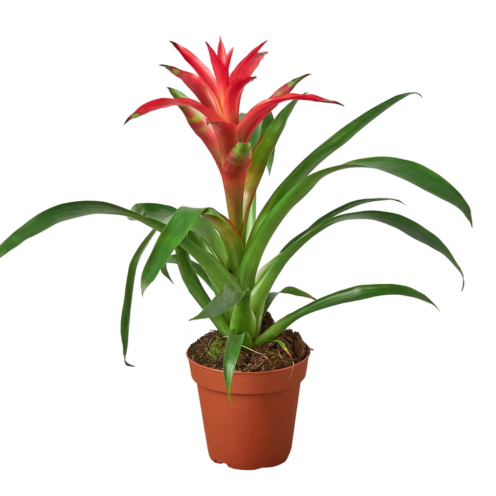 Guzmania Assortment Bromeliad