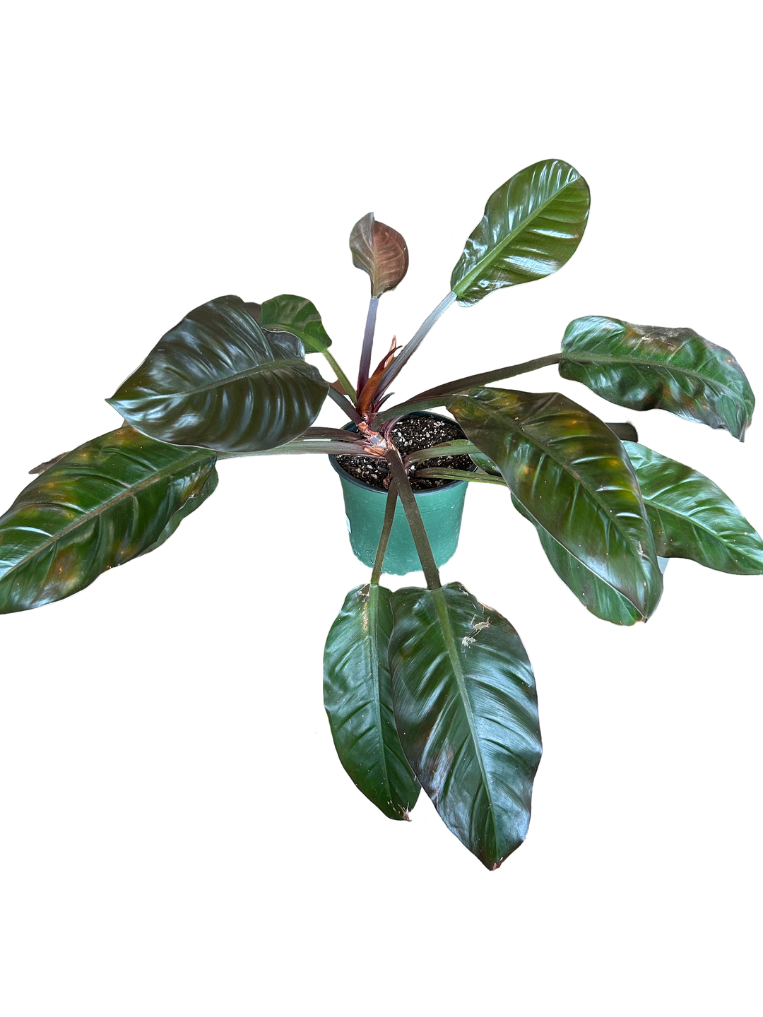 buy imperial red philodendron PHILODENDRON IMPERIAL RED 6"
