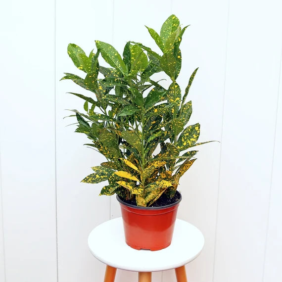 Croton Gold Dust / Bananas