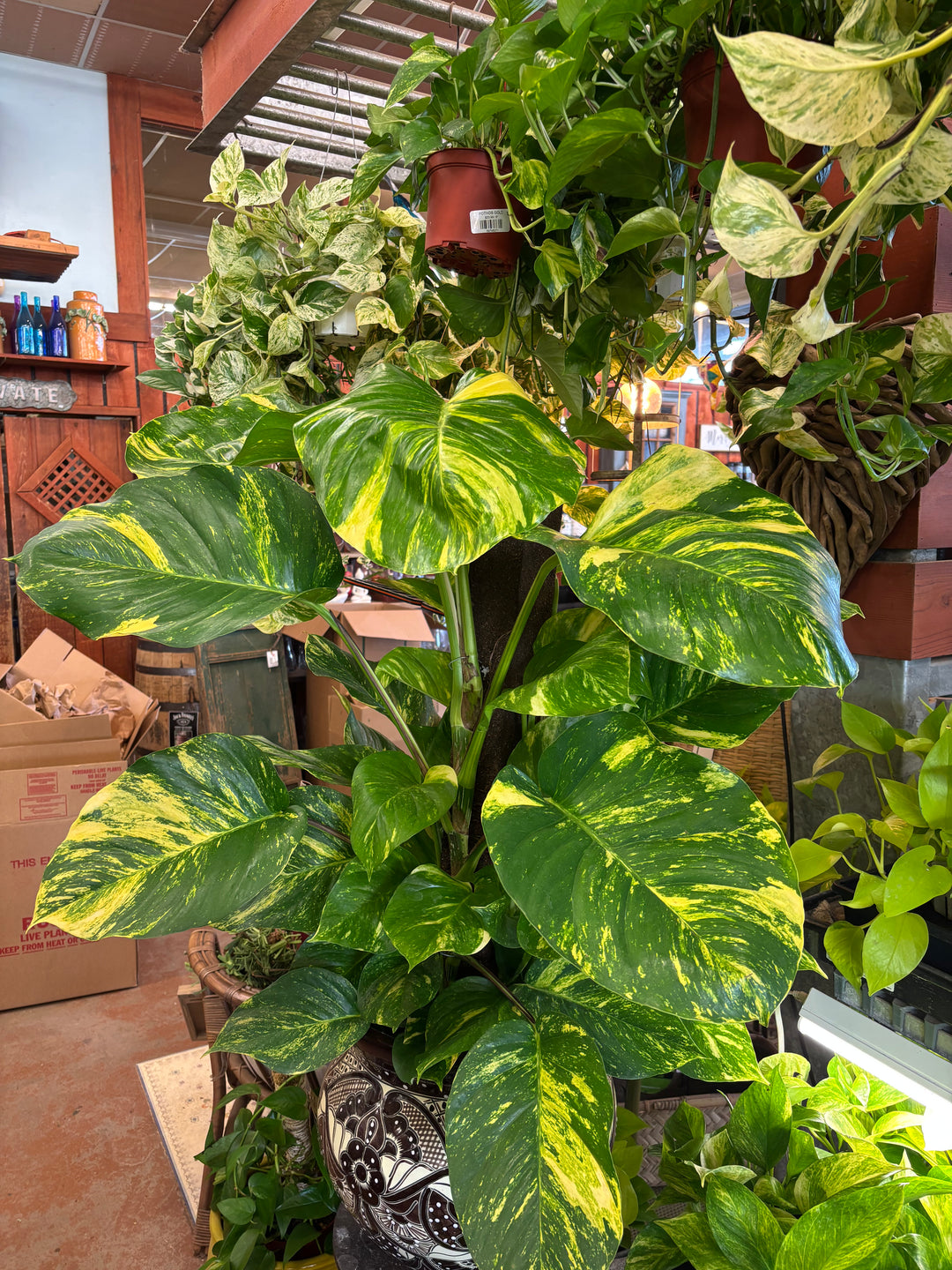 Pothos Gold Pole "Big Leaf"
