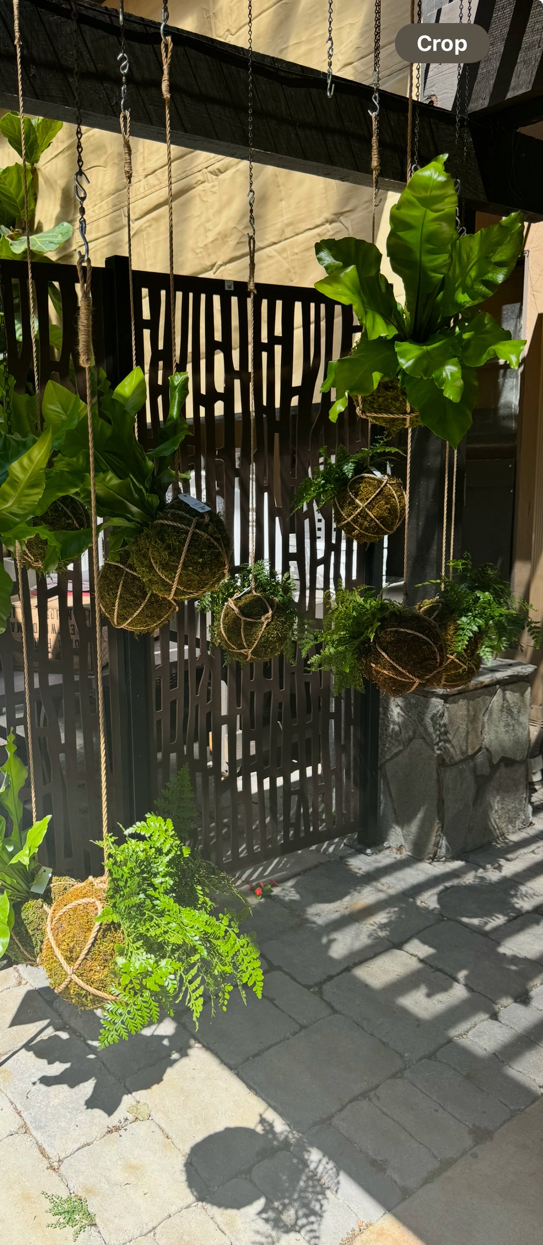 Kokedama Sipping and Planting
