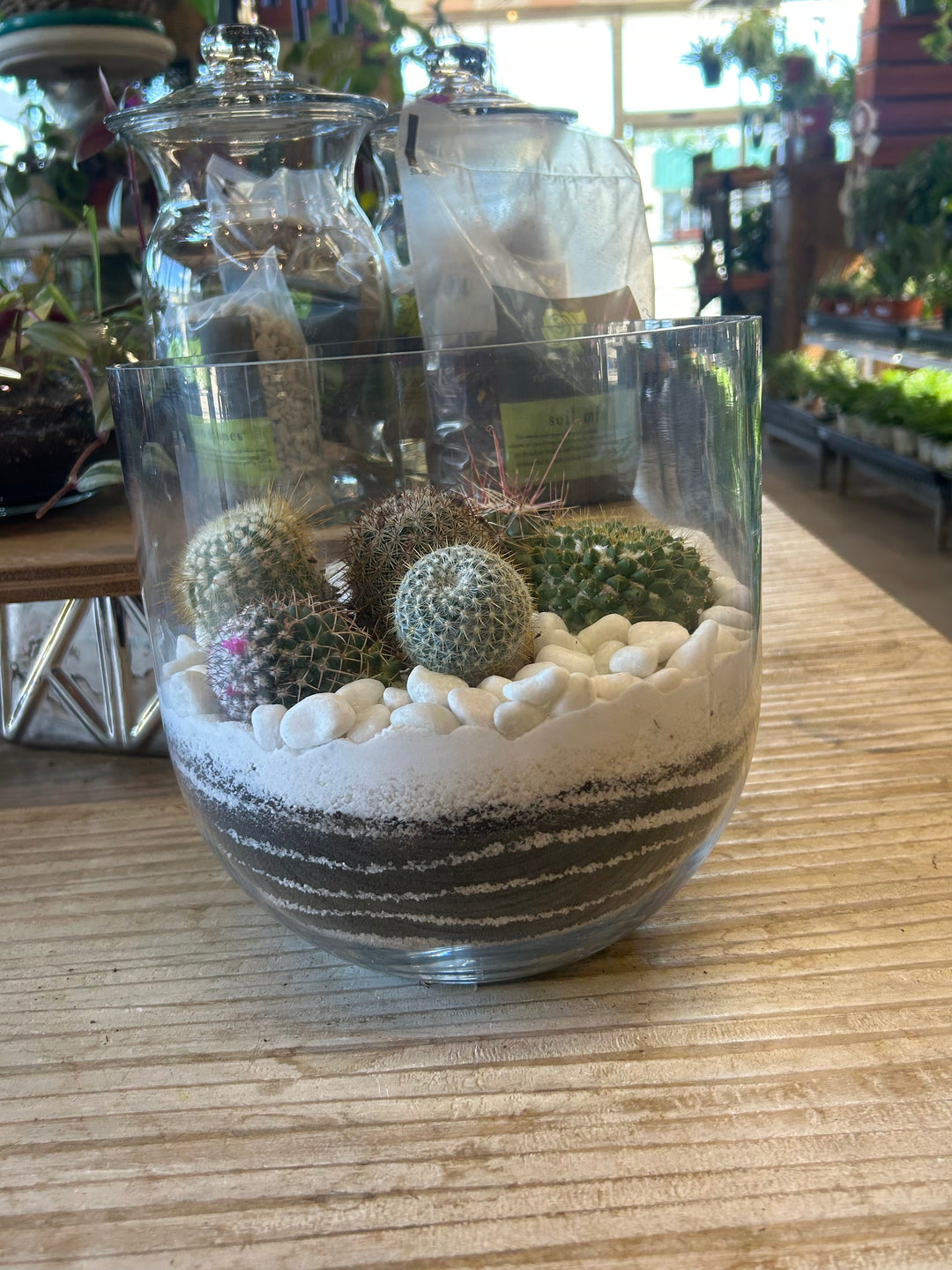 Black and White Cactus Terrarium