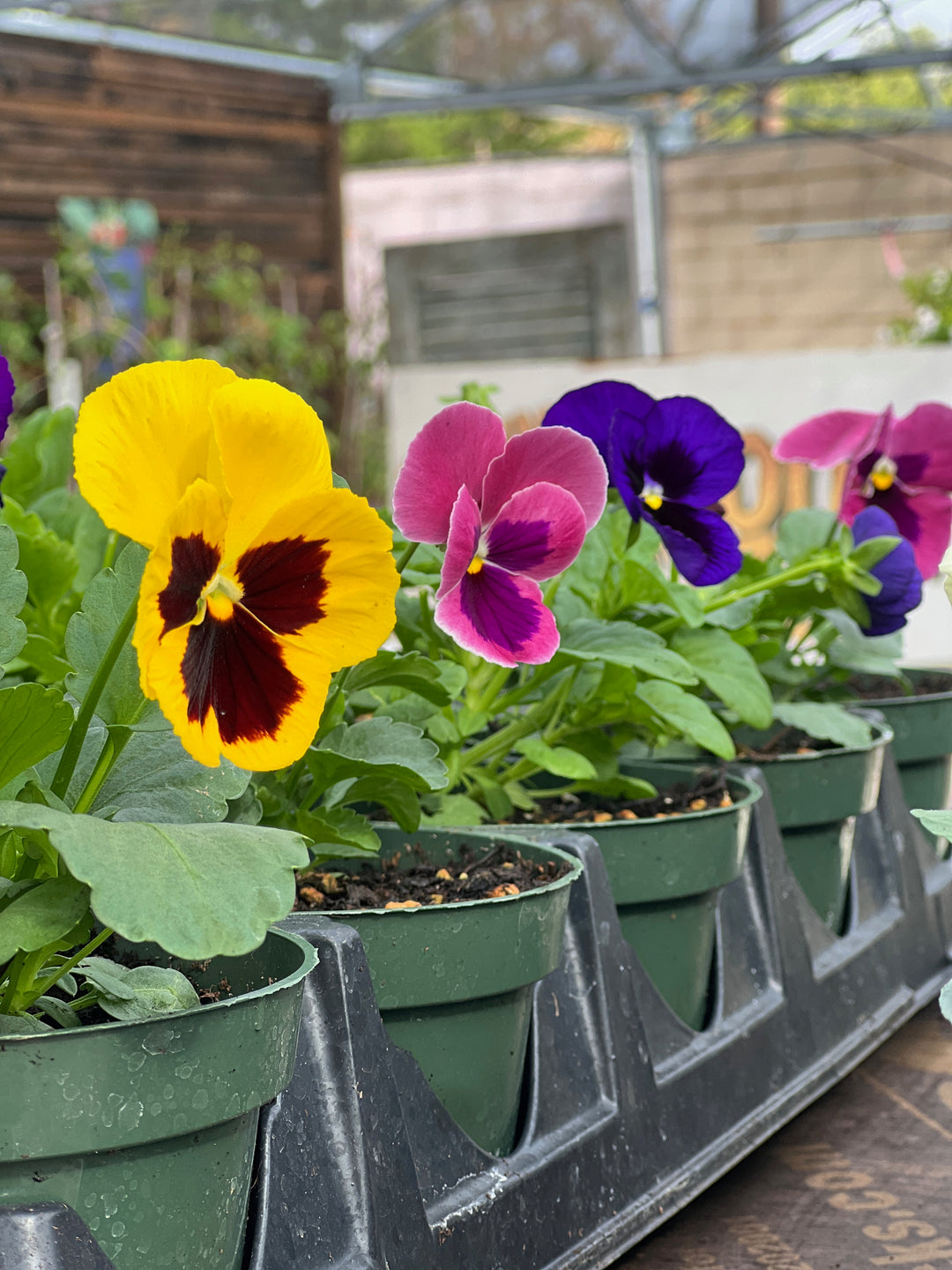 Locally Grown Pansy