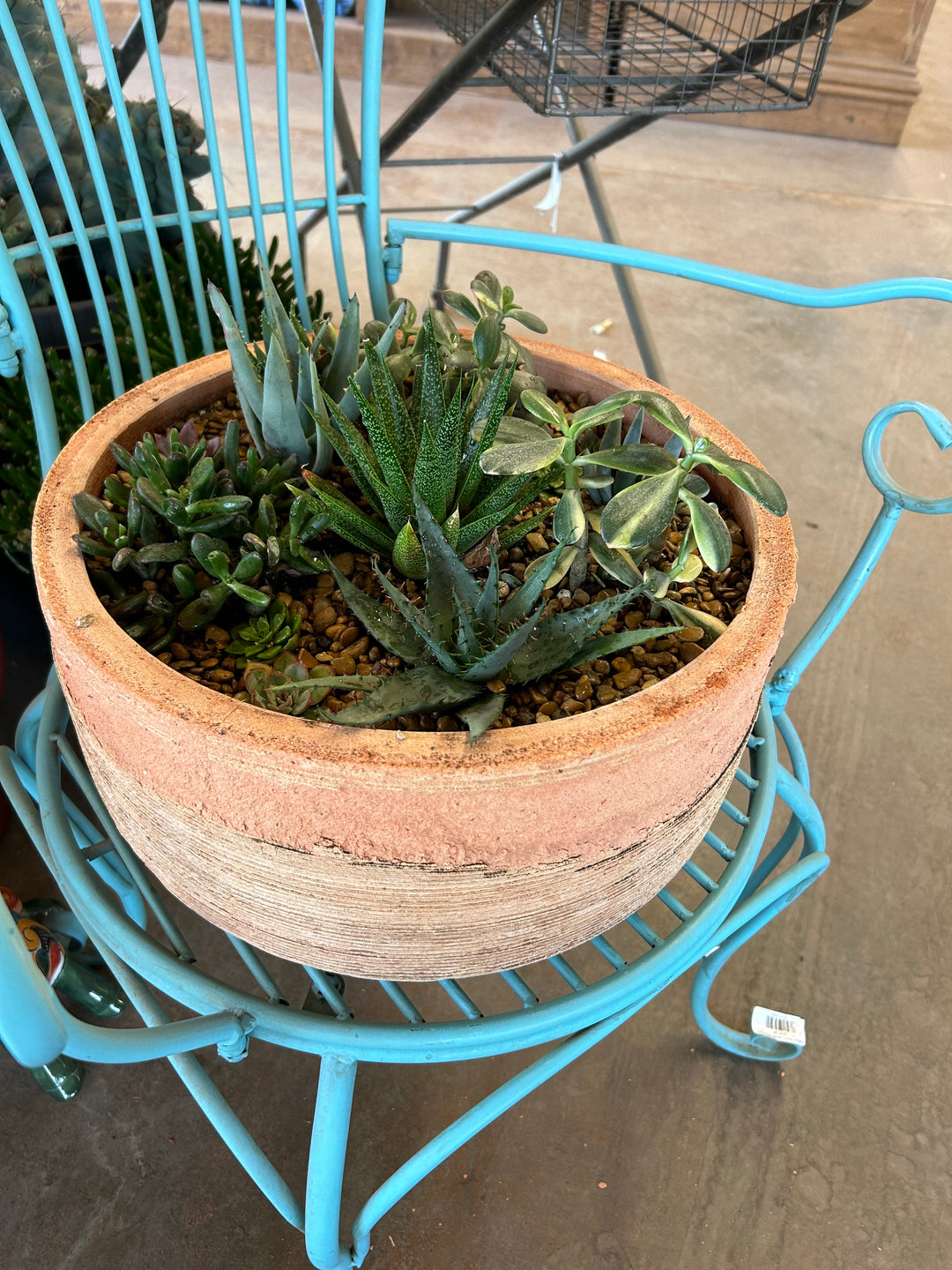 Large Potted Succulent Arrangement