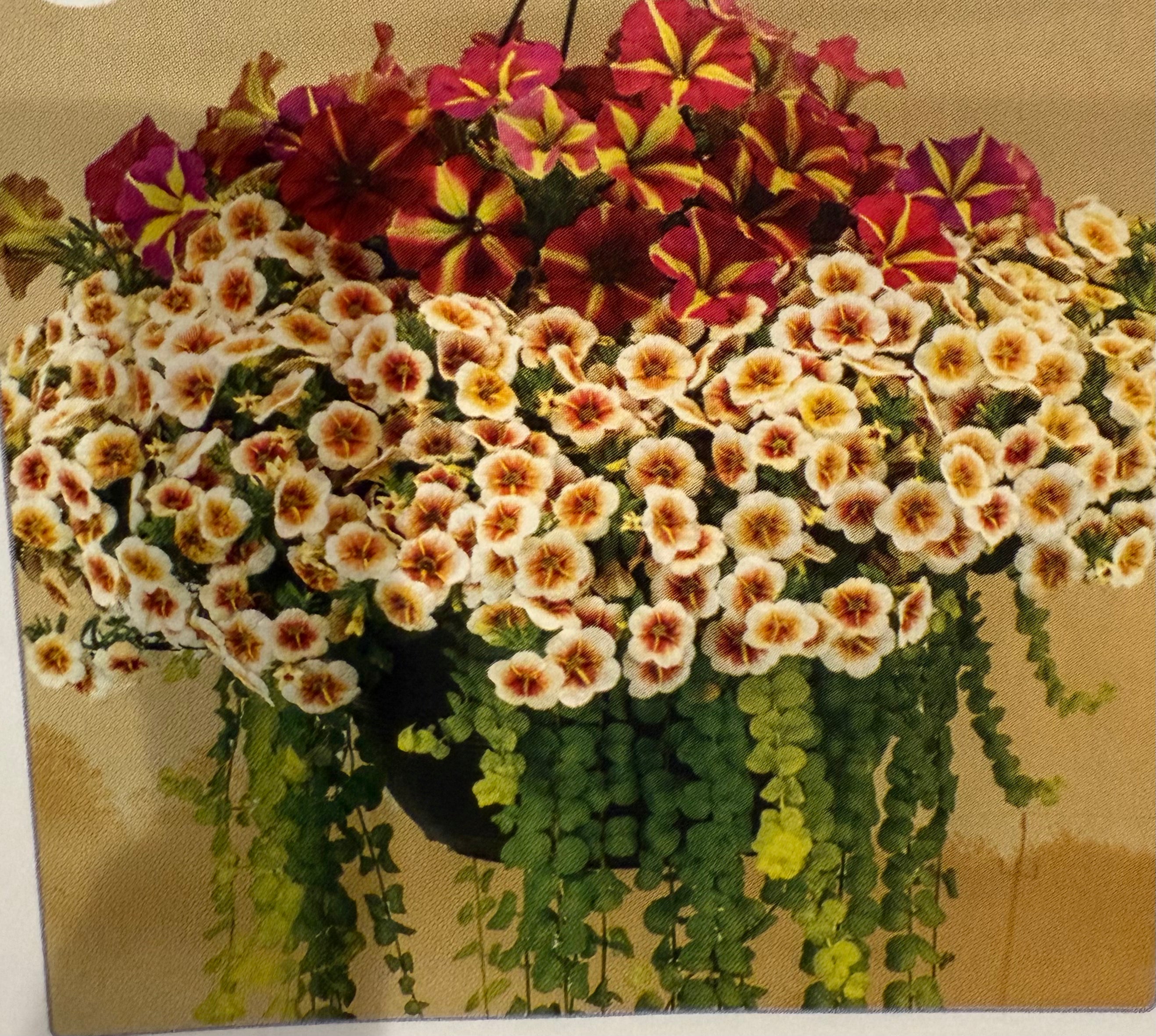 Cappuccino Cascade Mix Pot or Hanging Basket? - Outdoor Plant – Little ...