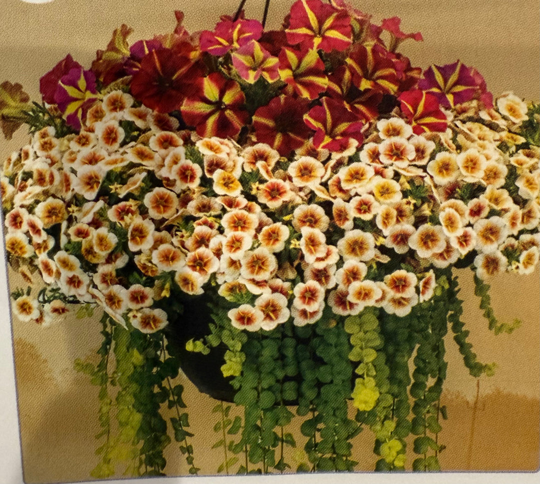 hanging basket potting mix Cappuccino Cascade Mix Pot or Hanging Basket?
