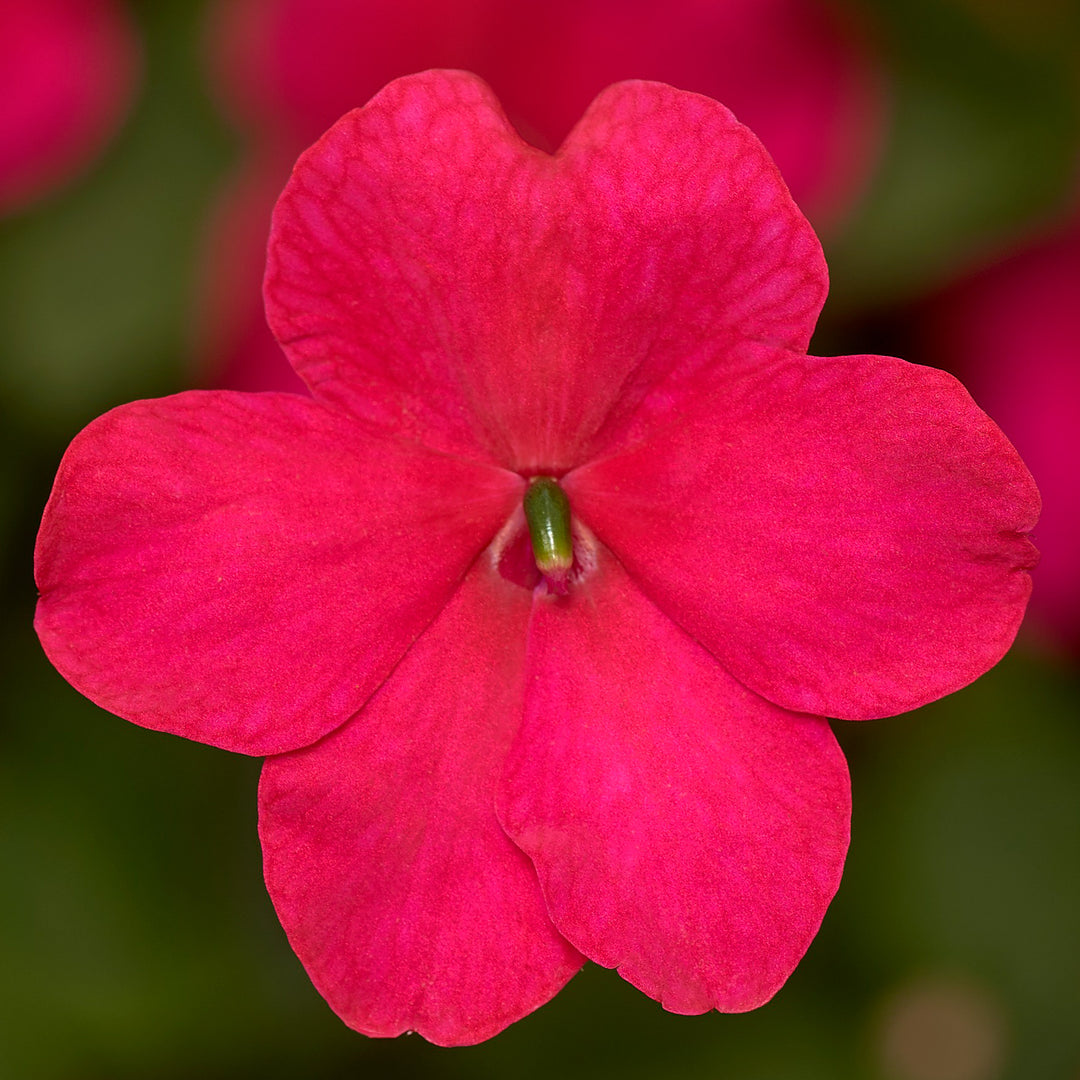 Impatiens Imara XDR