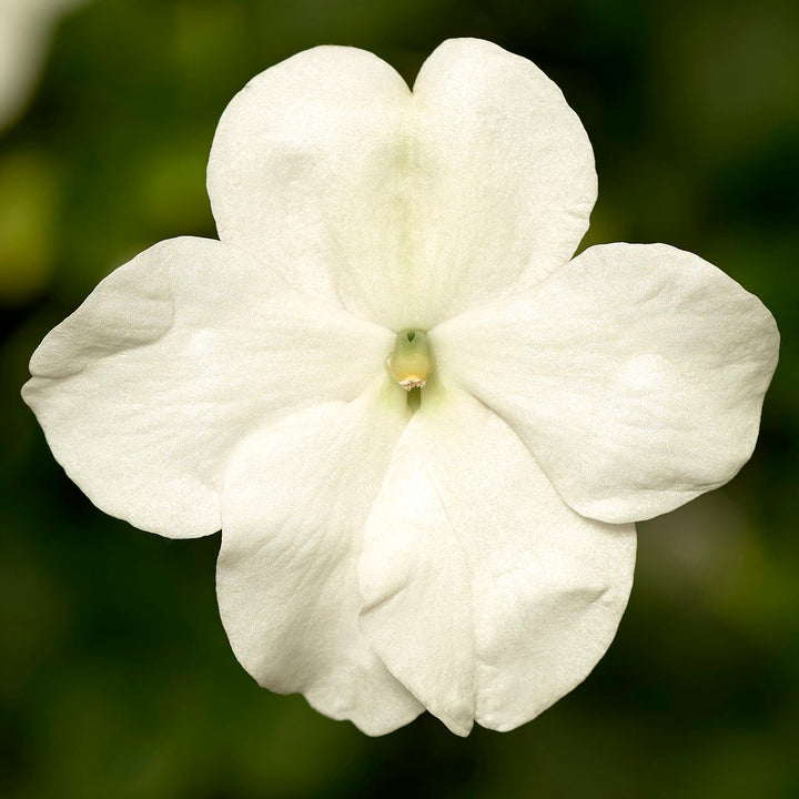 Impatiens Imara XDR