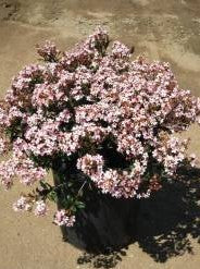 Rhaphiolepis Indica 'Pink Dancer'