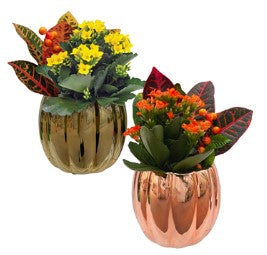 Indoor Garden varieties