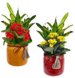 Indoor Garden varieties