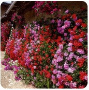 Ivy Geranium