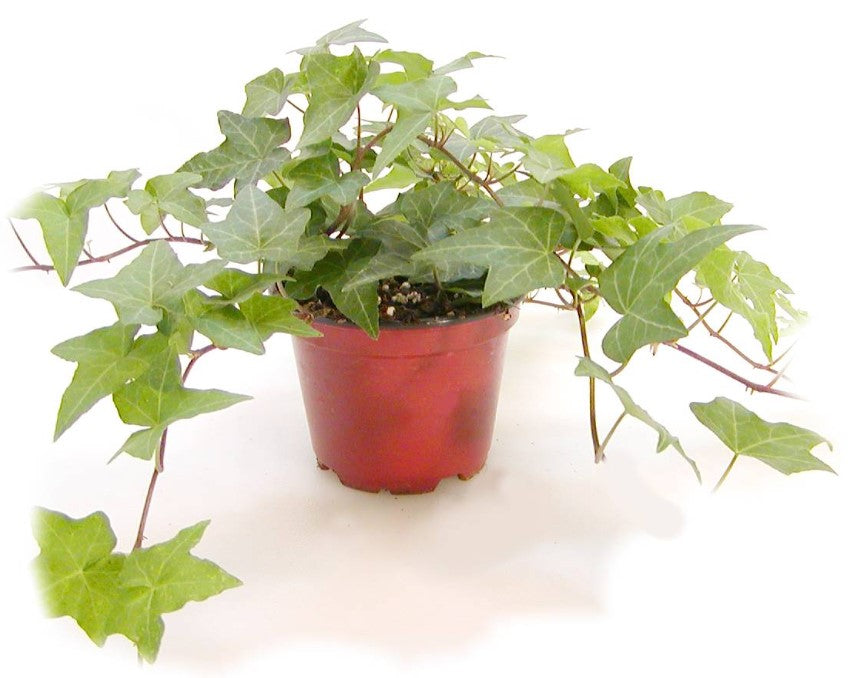 Ivy vars.