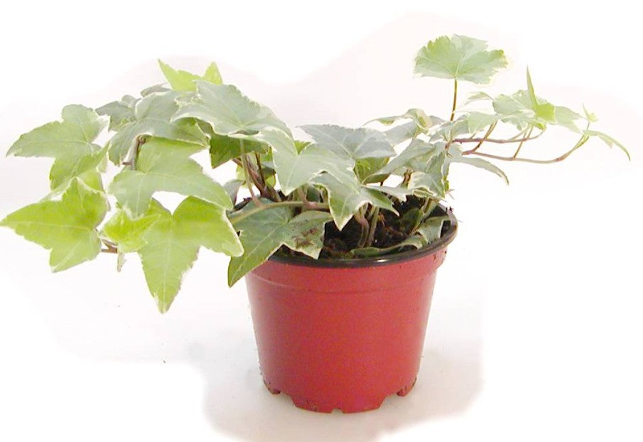 Ivy vars.