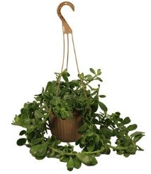 JADE CASCADING, LIGHT VARIEGATION