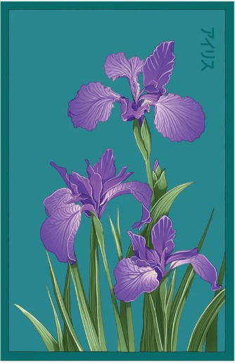 Iris Flower Seeds Pkt