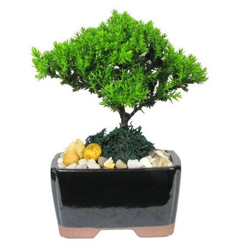 Japanese Juniper Bonsai, 4″ Ceramic Base