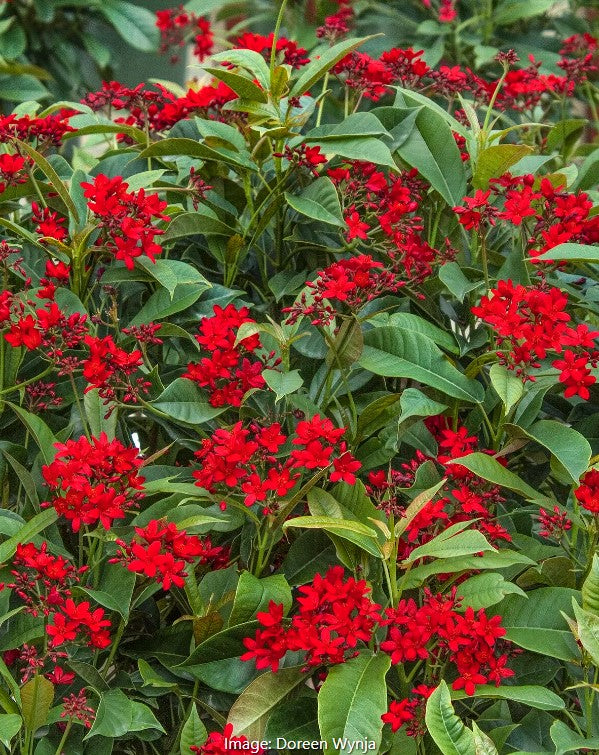 Compact Spicy Jatropha