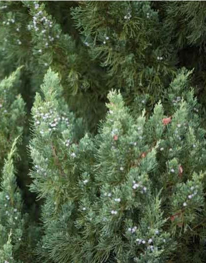 Juniper vars
