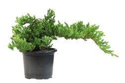 Bonsai Juniper 4"