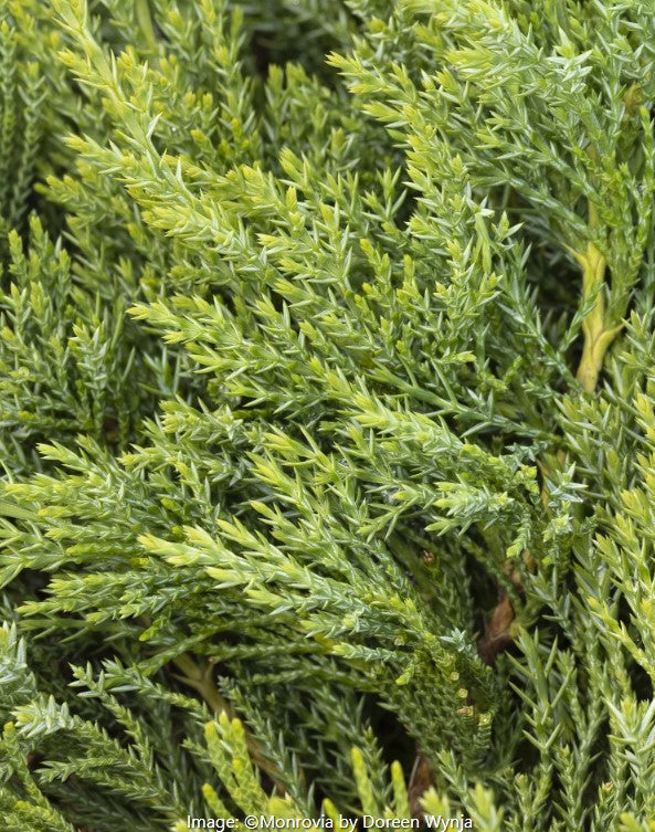Broadmoor Juniper