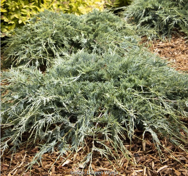 Burly Blue® Juniper