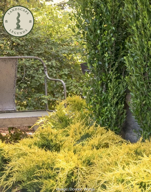 Sea of Gold® Juniper