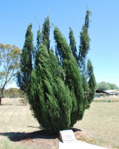 Juniper vars