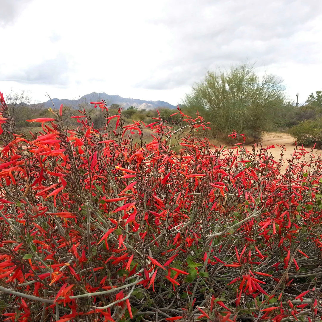 Justica Californica Chuparosa