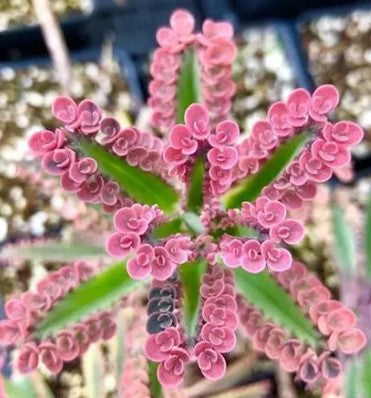 Kalanchoe 'Flapjack' or 'Polar Bear'