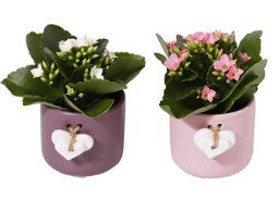 KALANCHOE ASST