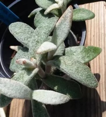 Kalanchoe 'Flapjack' or 'Polar Bear'