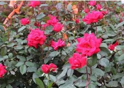 Rose Red Double Knockout Rose
