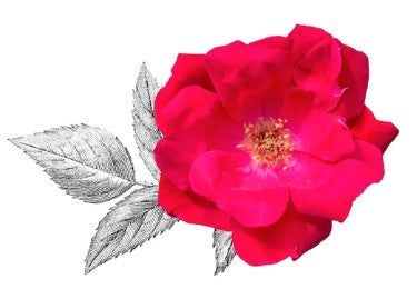 Knock Out - Knock Out® Rose