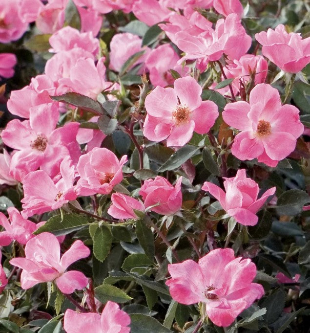 Knock Out - Knock Out® Rose