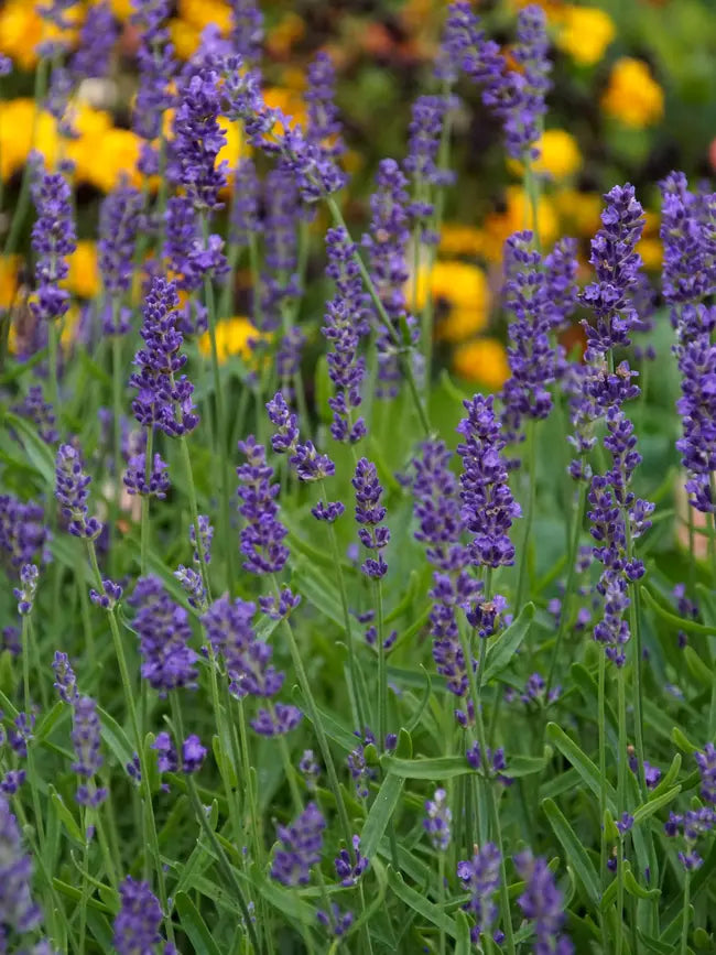 6" Grand Prairie Lavender Superblue - 6's