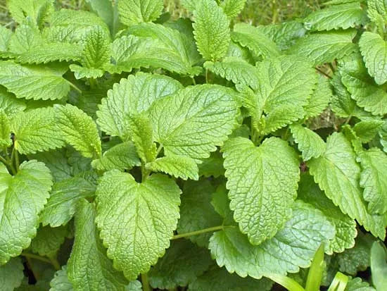 4" Chef Jeff's Herbs LEMON BALM