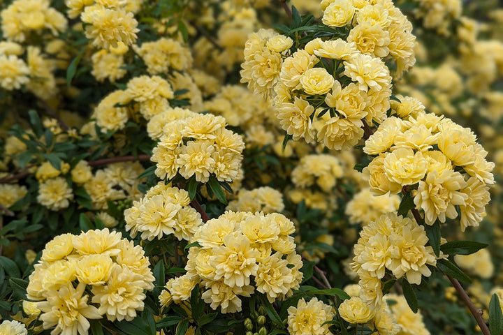 Lady Banks Rose, Yellow or White